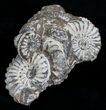 Nodule With Pleuroceras Ammonites - Germany #6173-2